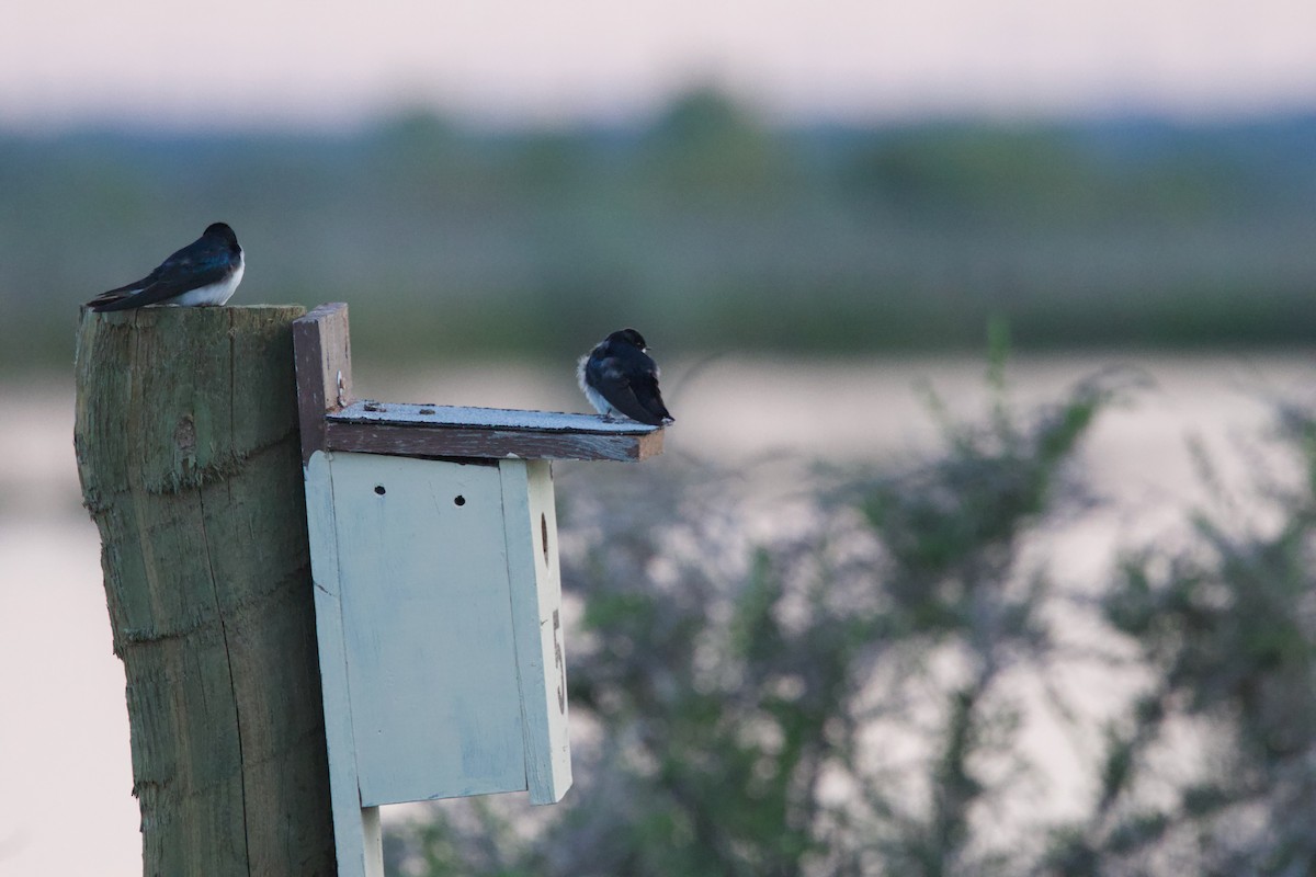 Tree Swallow - Deanna McLaughlin