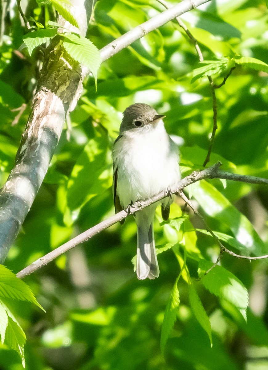 Least Flycatcher - Krzysztof Wlodaraki