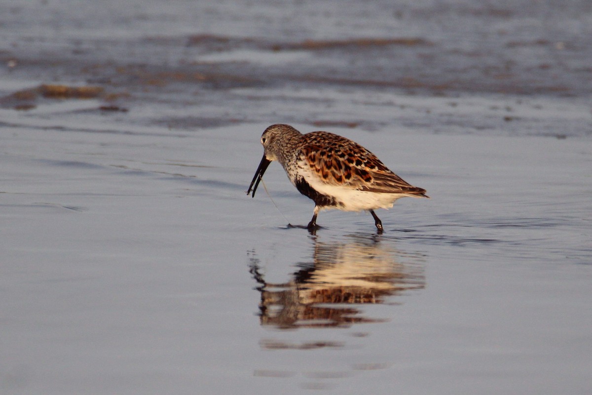 Dunlin - ML618910296