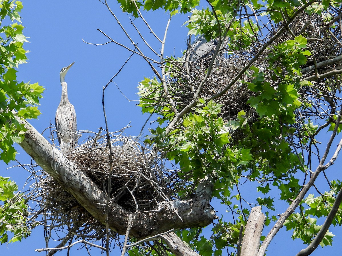 Great Blue Heron - ML618910297