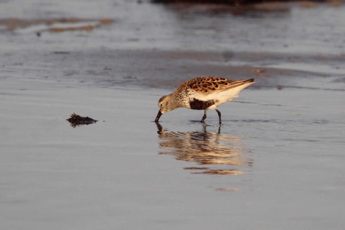 Dunlin - ML618910300