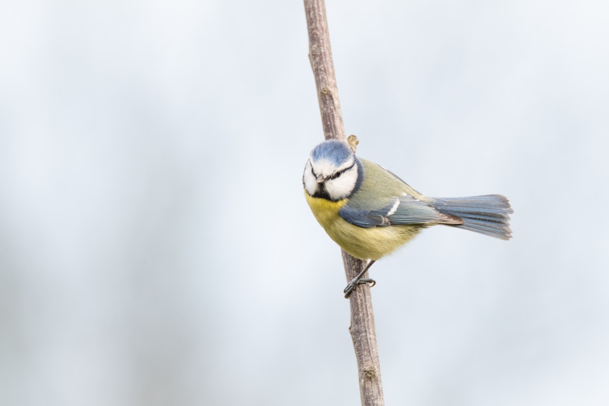 Eurasian Blue Tit - Guido Van den Troost