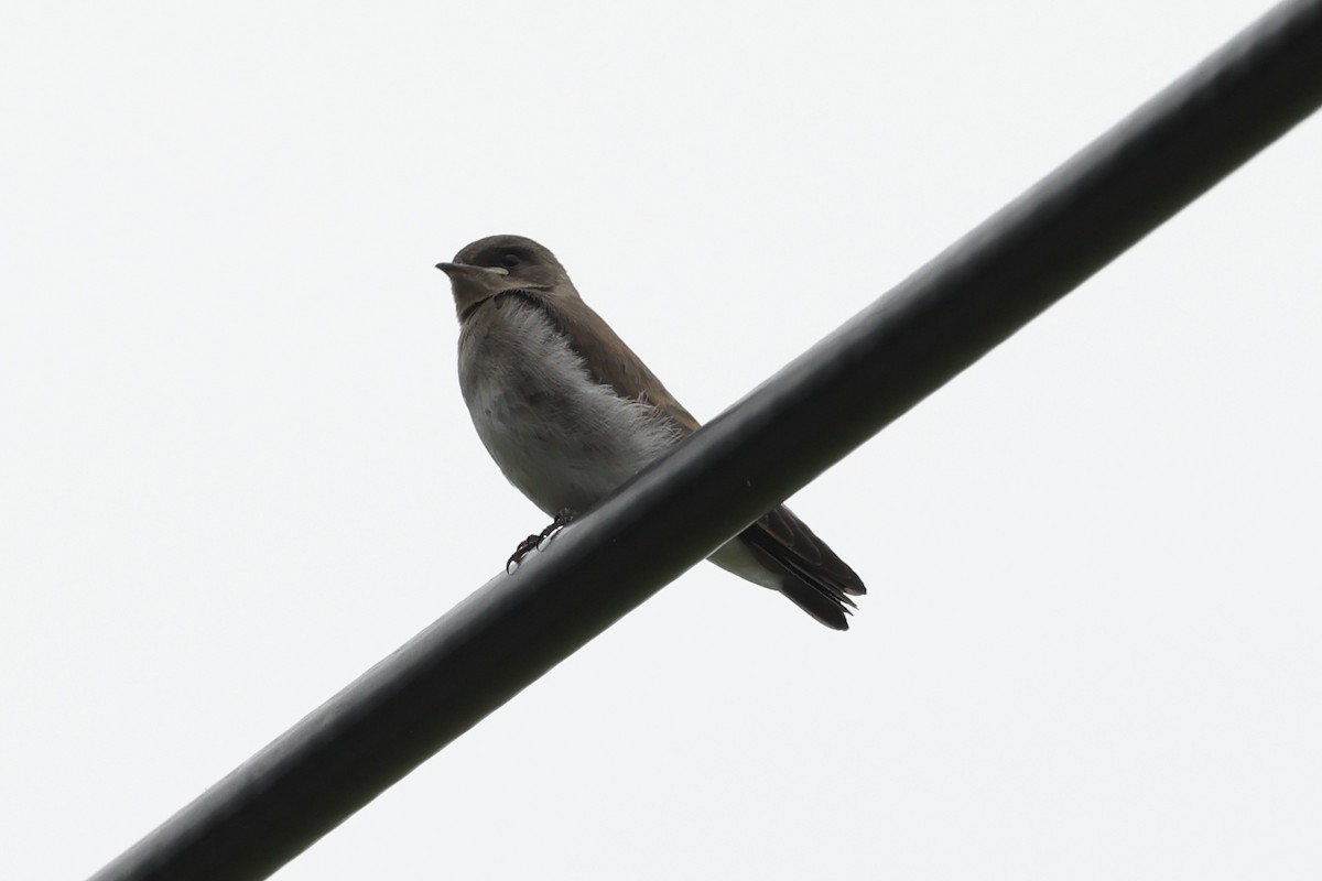 Northern Rough-winged Swallow - Rick Remy