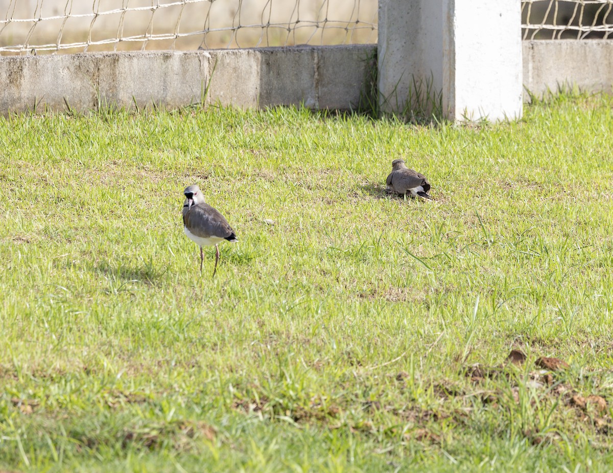 Southern Lapwing - Clarisse Odebrecht