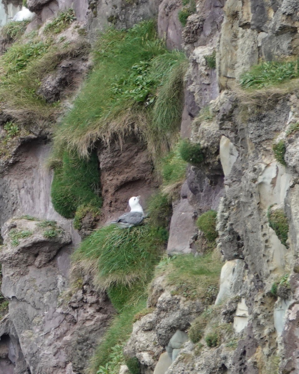 Fulmar Boreal (Atlántico) - ML618910315