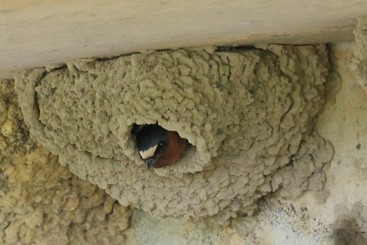 Cliff Swallow - Rick Remy