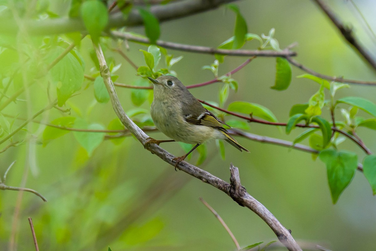 Ruby-crowned Kinglet - Steve Burkholder