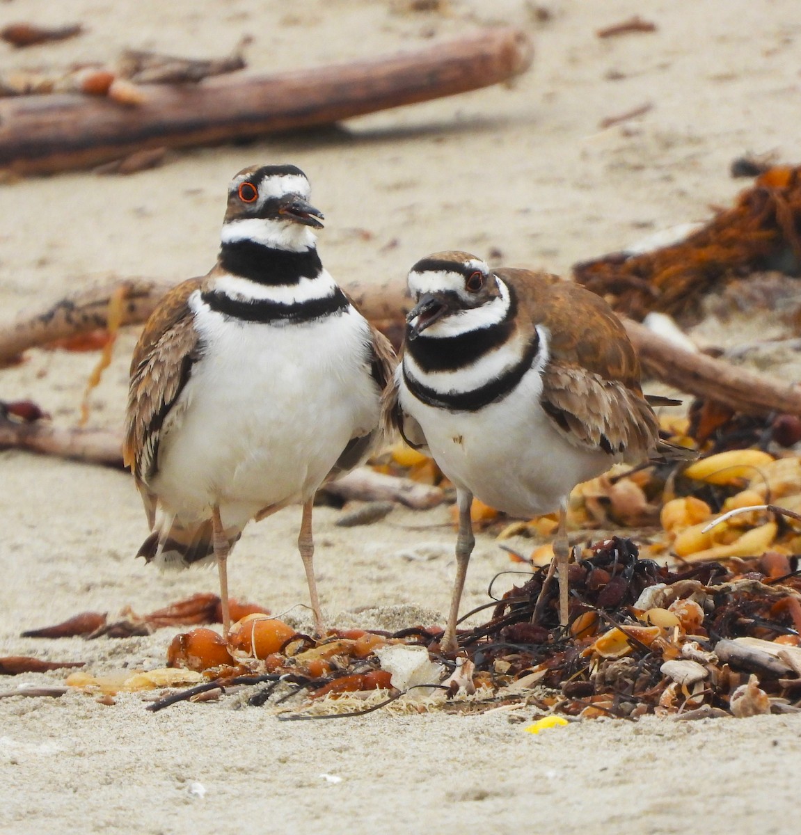 Killdeer - Lynn Scarlett