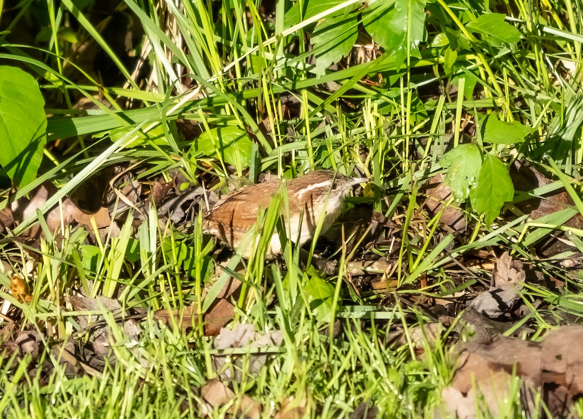 Carolina Wren - Krzysztof Wlodaraki