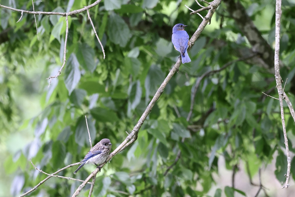 Eastern Bluebird - ML618910370