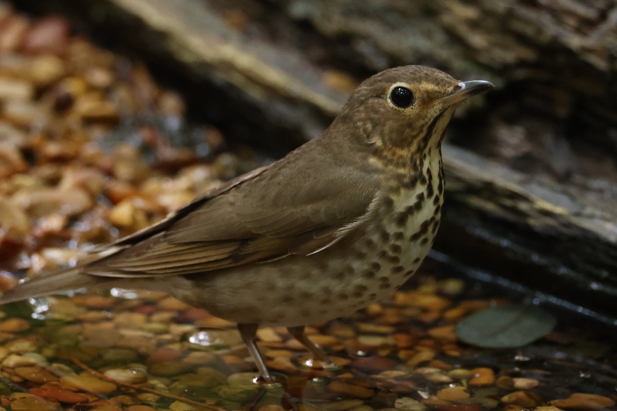 Swainson's Thrush - Duane Yarbrough