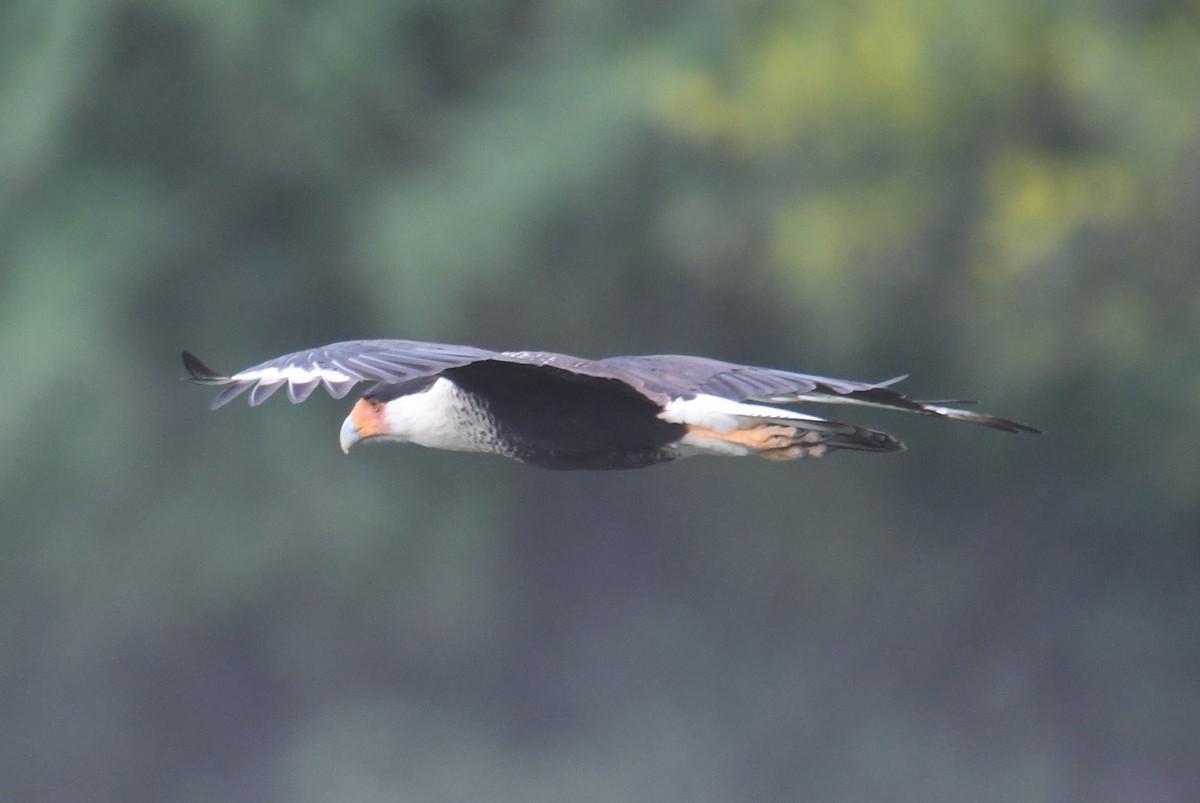 Crested Caracara - Colin Dillingham