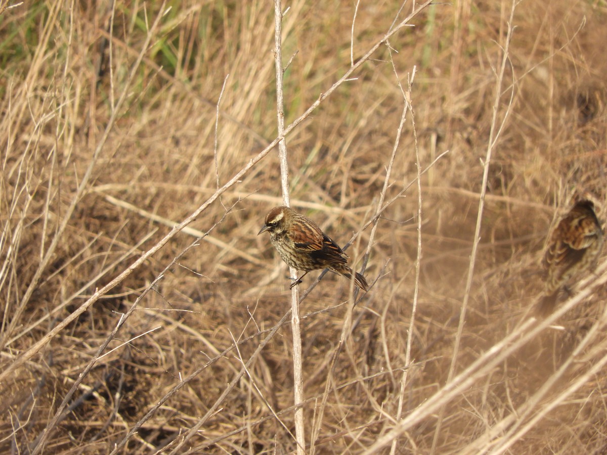 Yellow-winged Blackbird - ML618910383