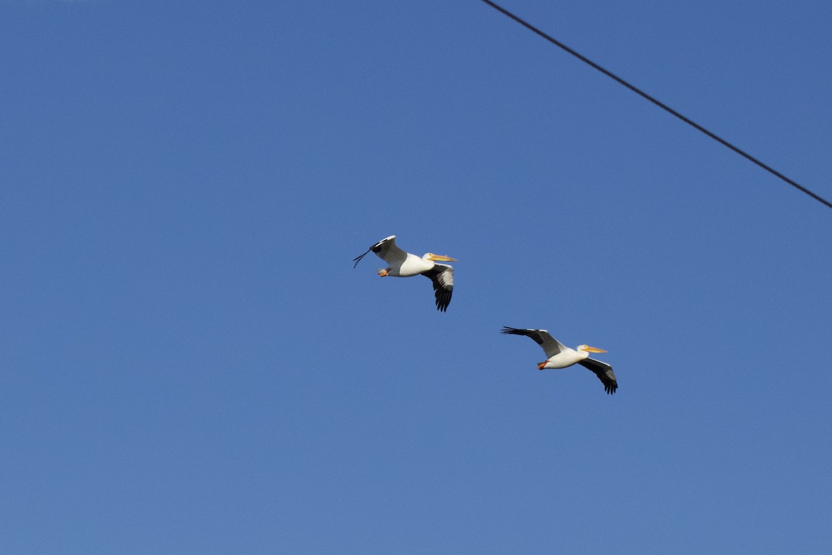 American White Pelican - A Branch