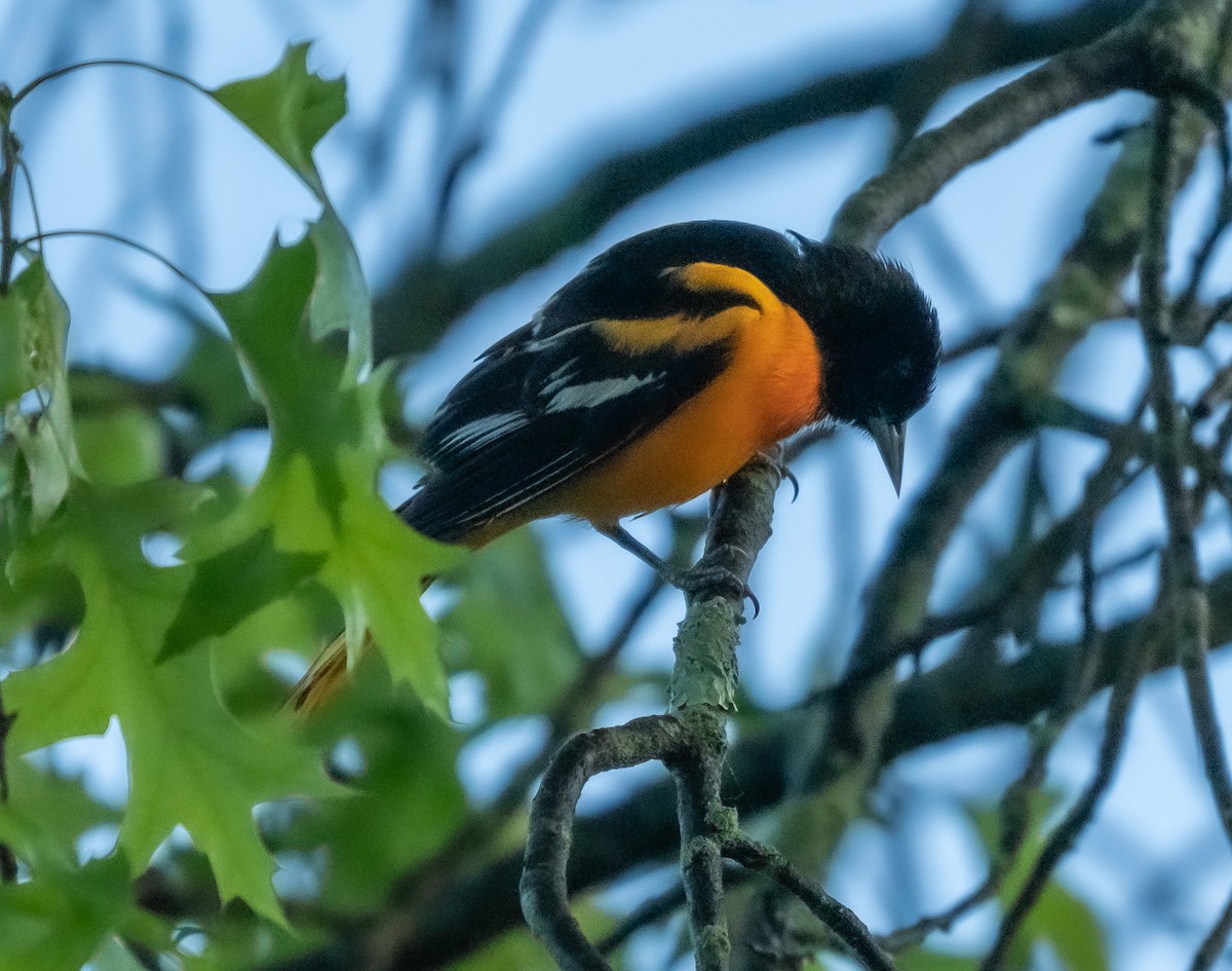 Baltimore Oriole - Krzysztof Wlodaraki