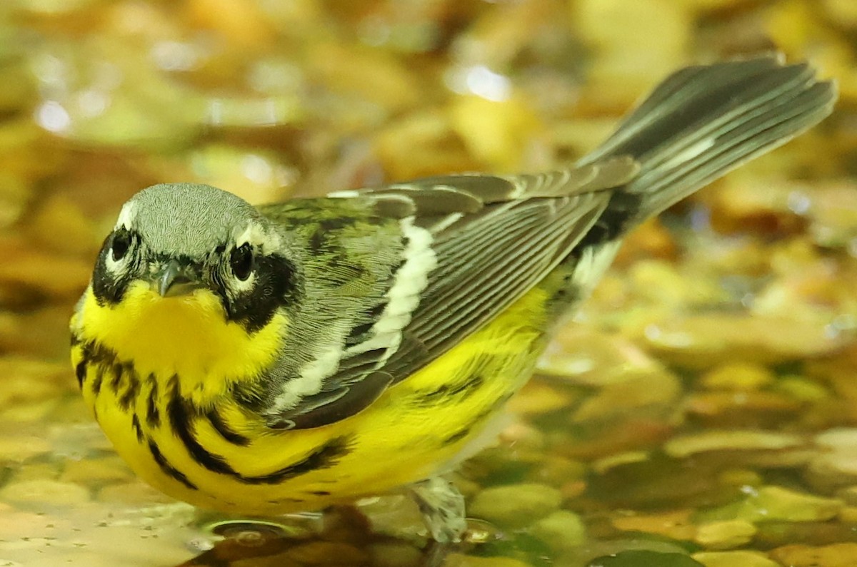 Magnolia Warbler - Duane Yarbrough