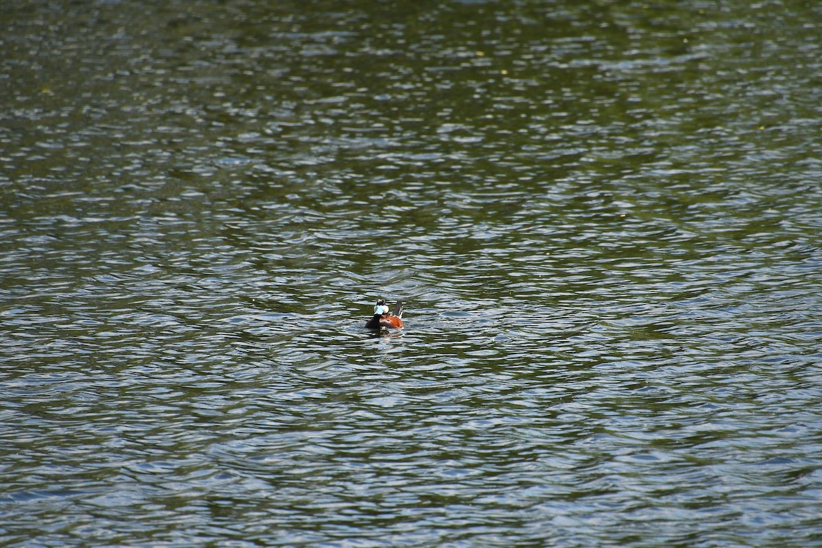 Ruddy Duck - ML618910405