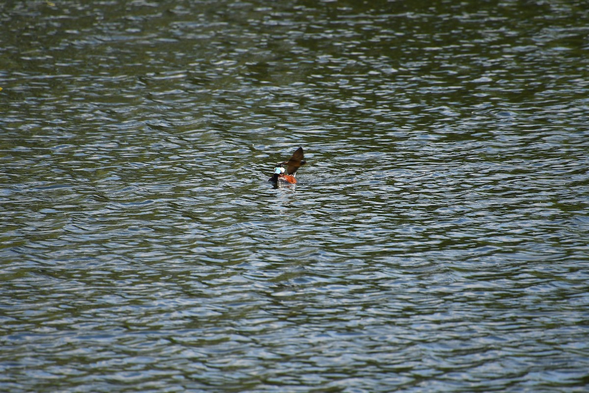 Ruddy Duck - ML618910406