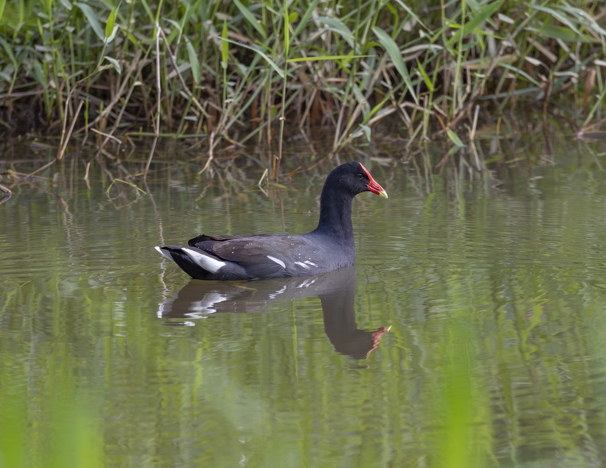 Common Gallinule - ML618910429