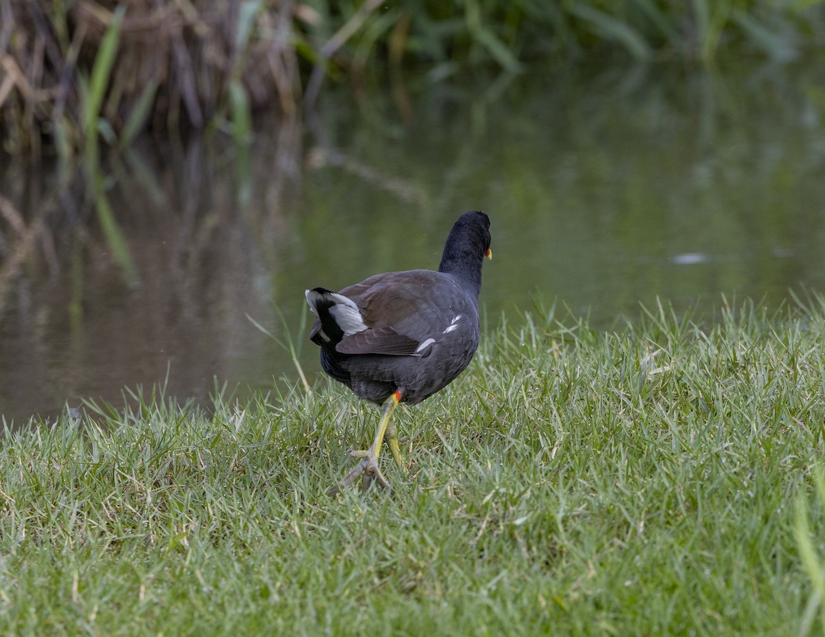 Common Gallinule - ML618910430