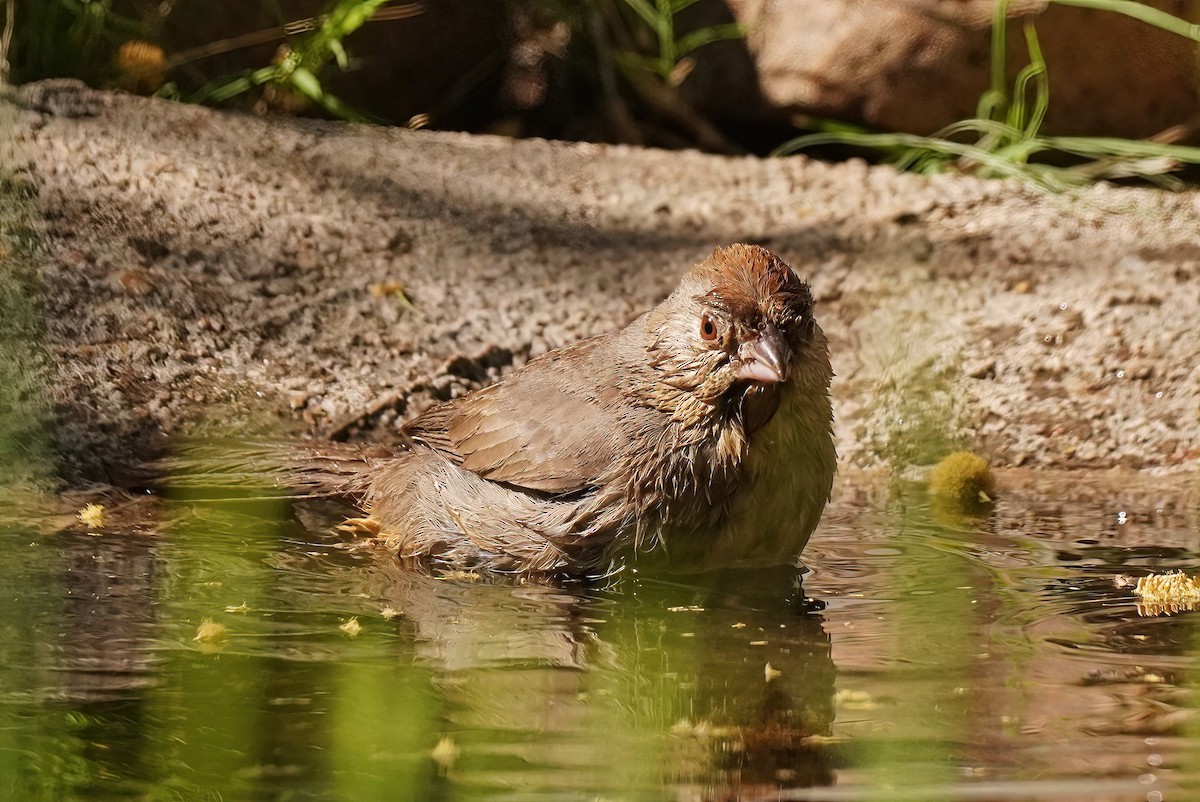 Canyon Towhee - ML618910439