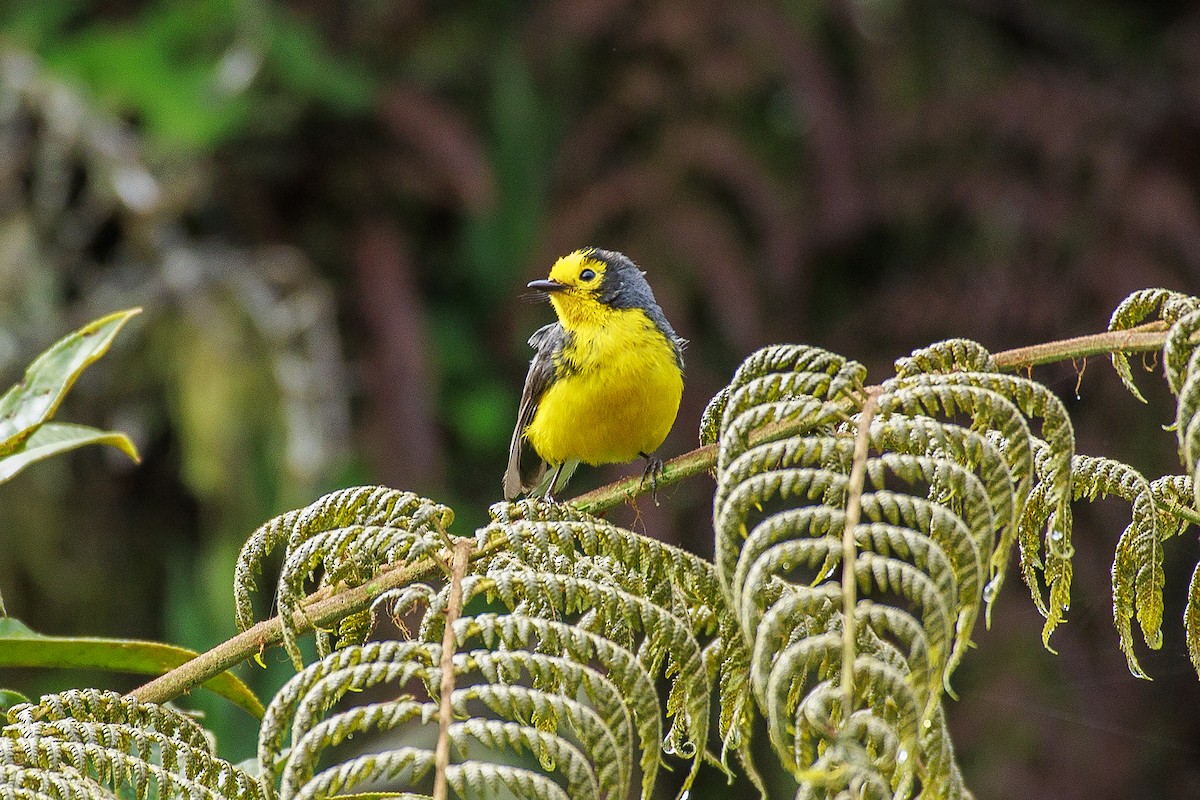 Golden-fronted Redstart - Olga Cuartas Pescador