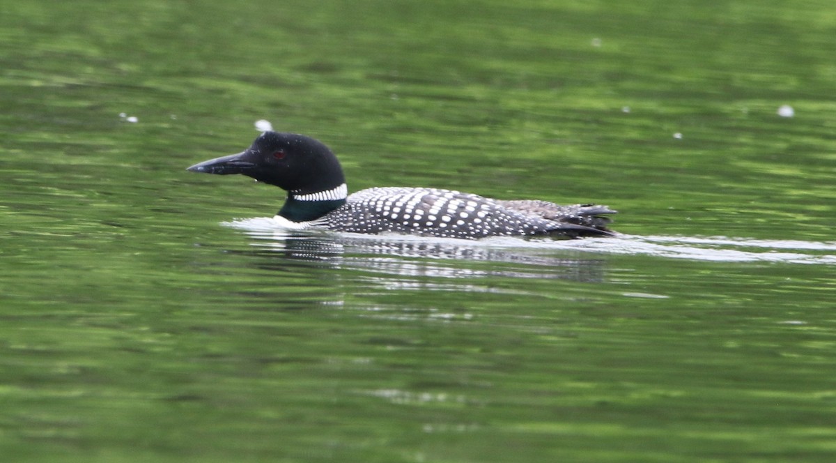 Common Loon - Daniel Lebbin