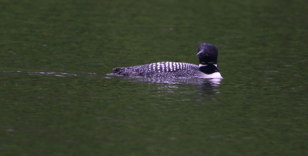 Common Loon - Daniel Lebbin