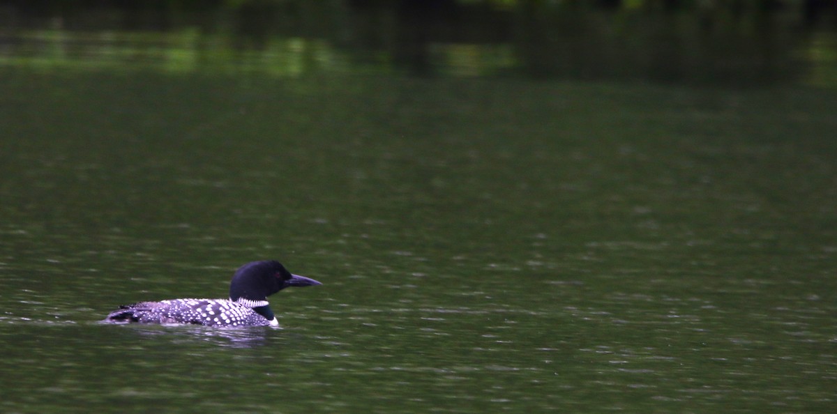 Common Loon - Daniel Lebbin