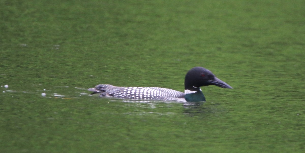 Common Loon - Daniel Lebbin