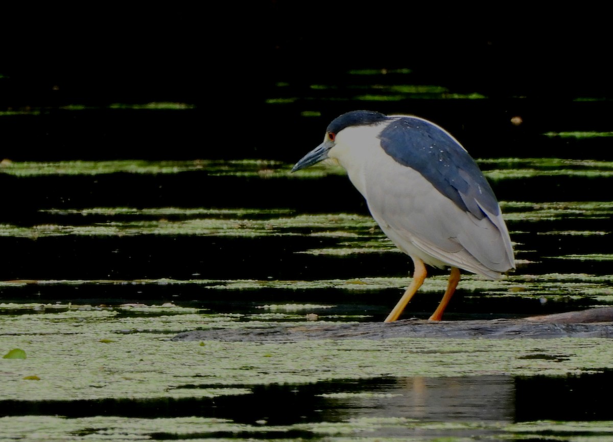 Black-crowned Night Heron - ML618910485