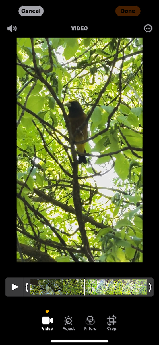 Evening Grosbeak - ML618910488