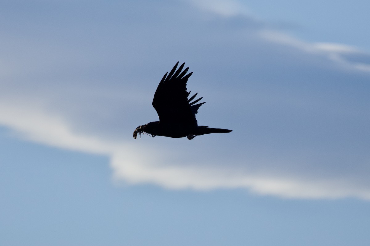 Common Raven - ML618910494