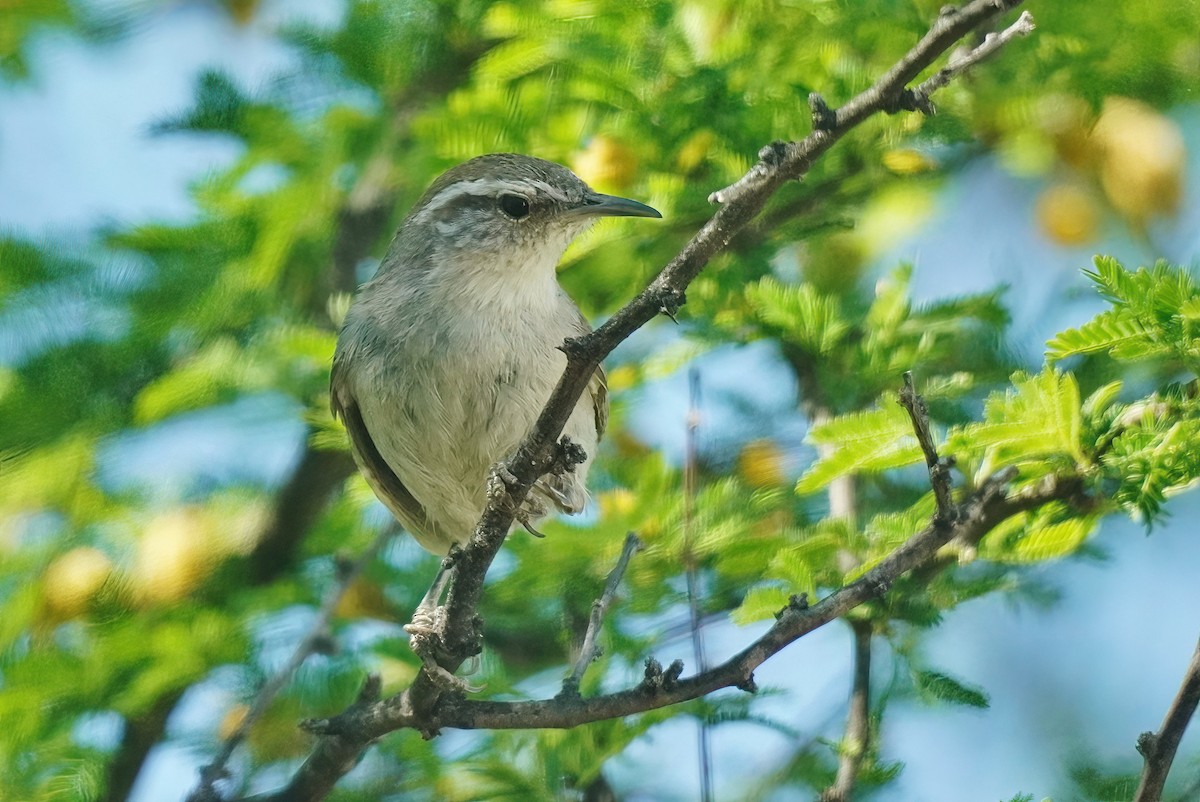 Bewick's Wren - ML618910501