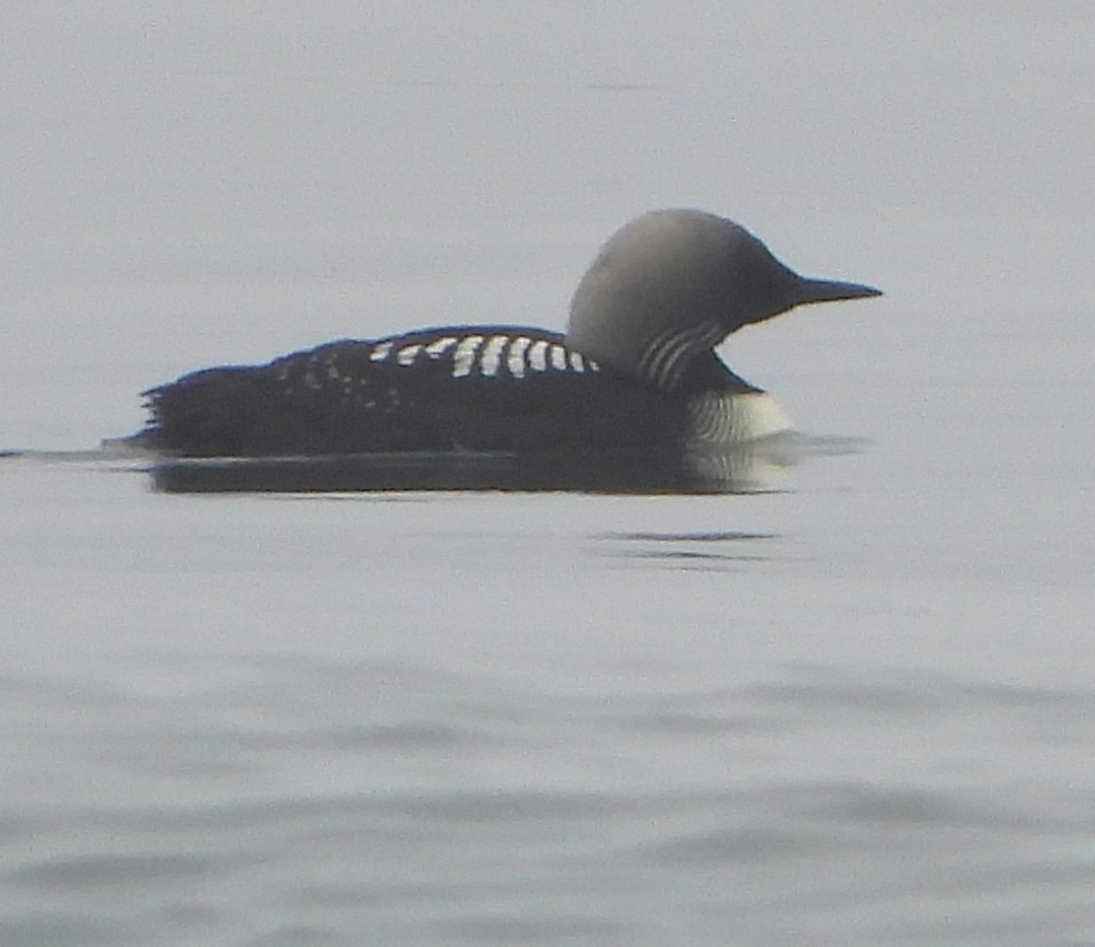 Pacific Loon - Lynn Scarlett