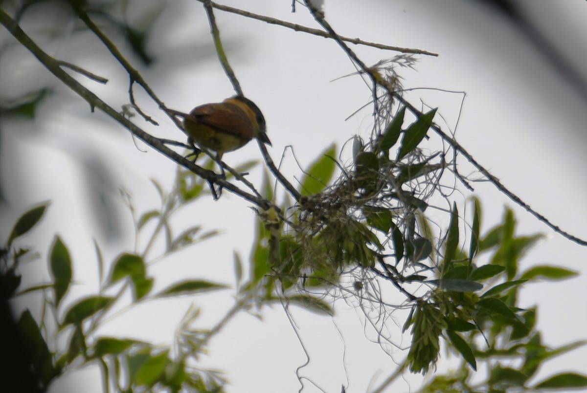 Rose-throated Becard - Colin Dillingham