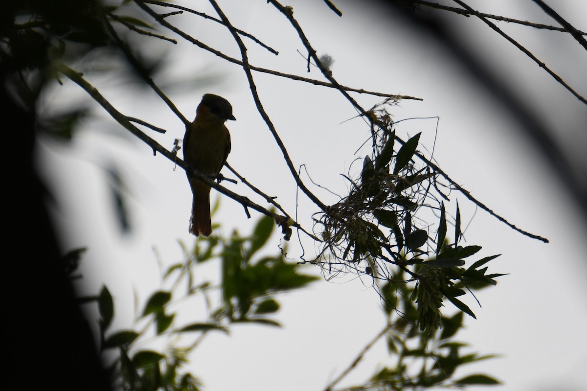 Rose-throated Becard - Colin Dillingham