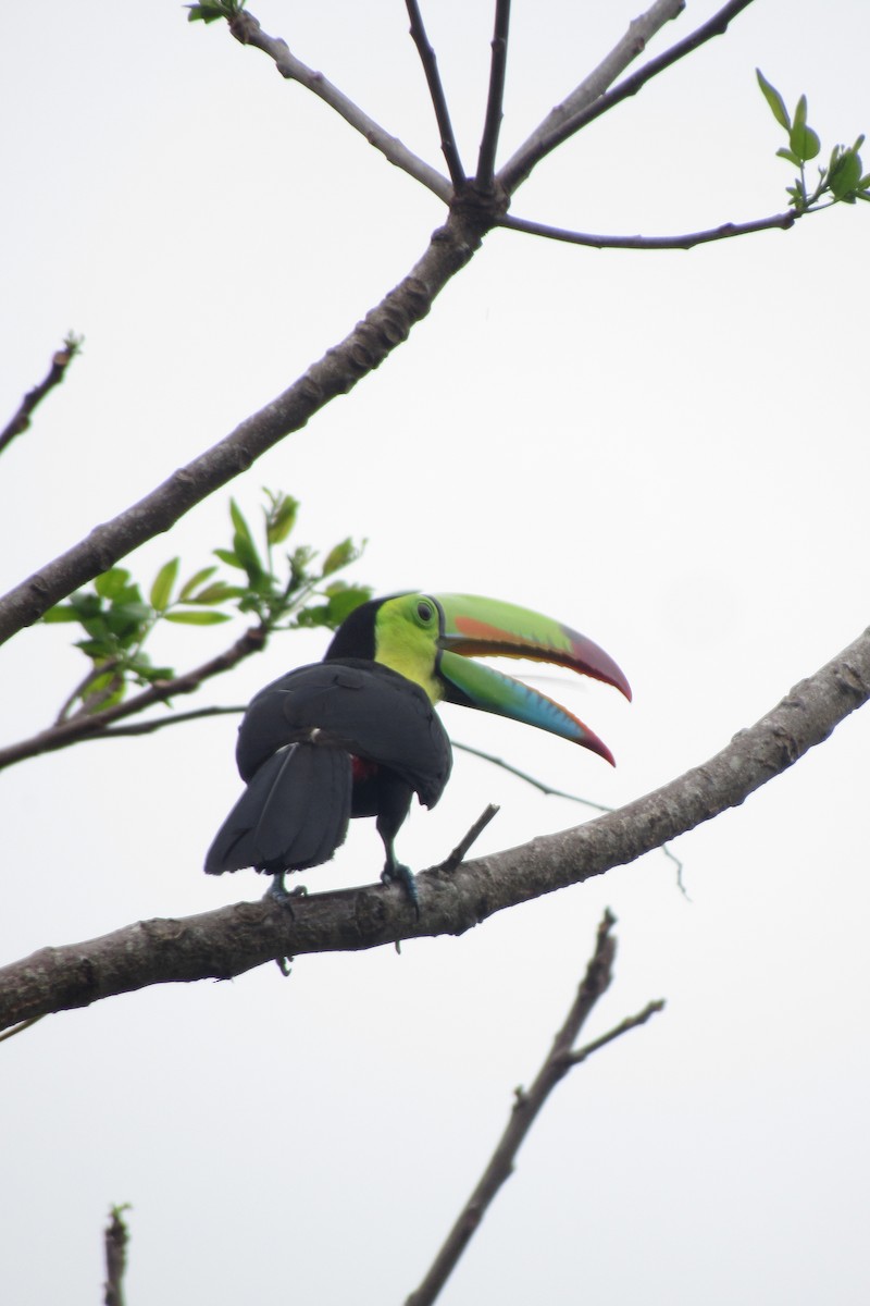 Keel-billed Toucan - Aneth Pérez