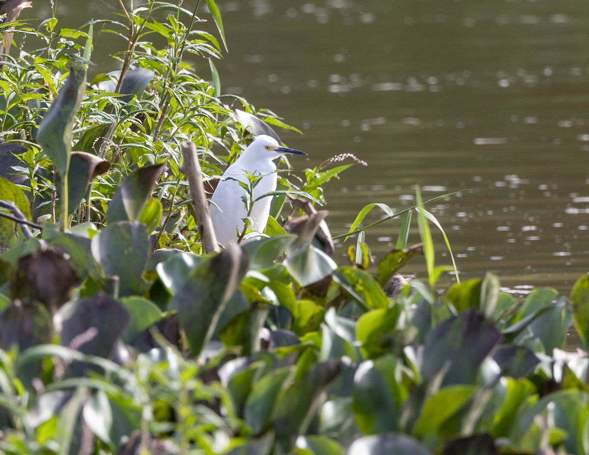 Snowy Egret - Clarisse Odebrecht