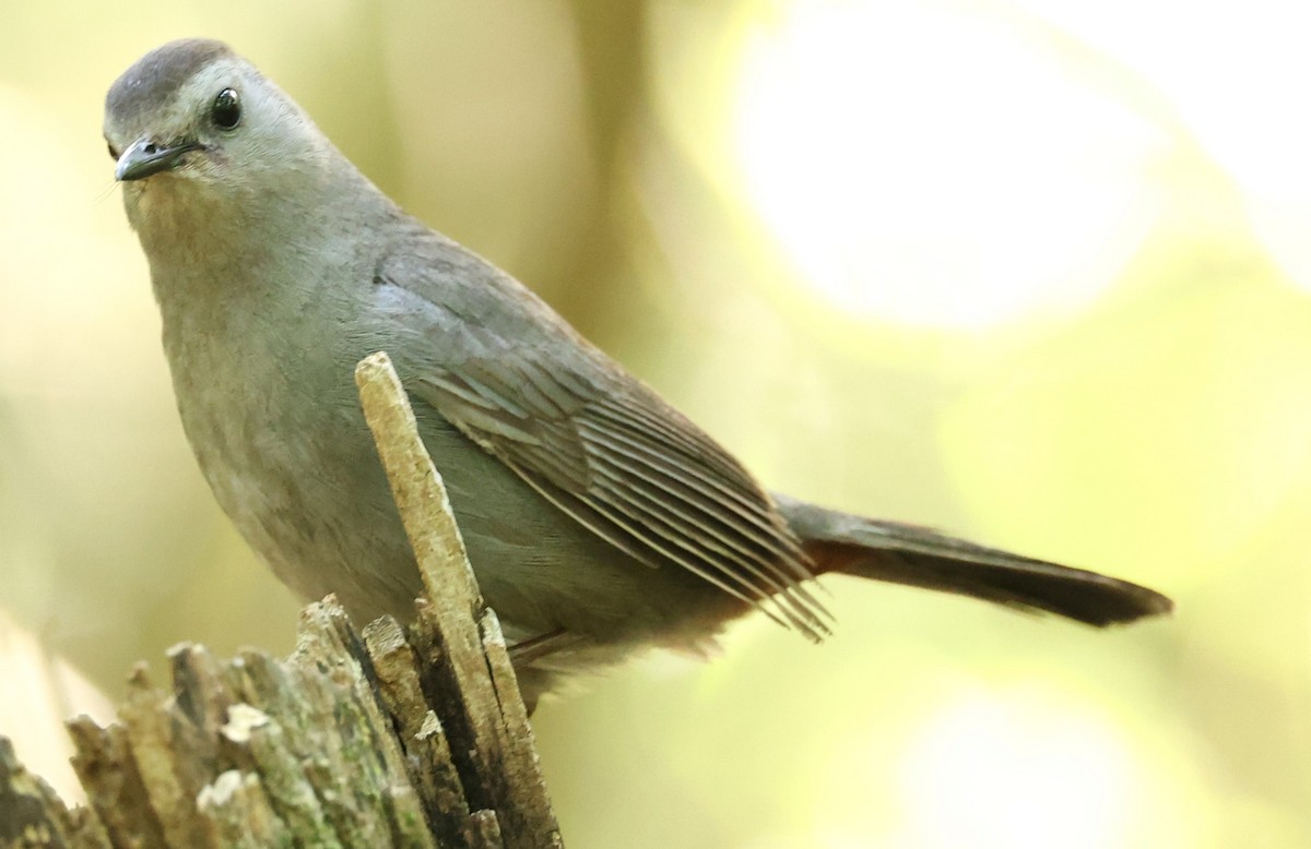 Gray Catbird - Duane Yarbrough