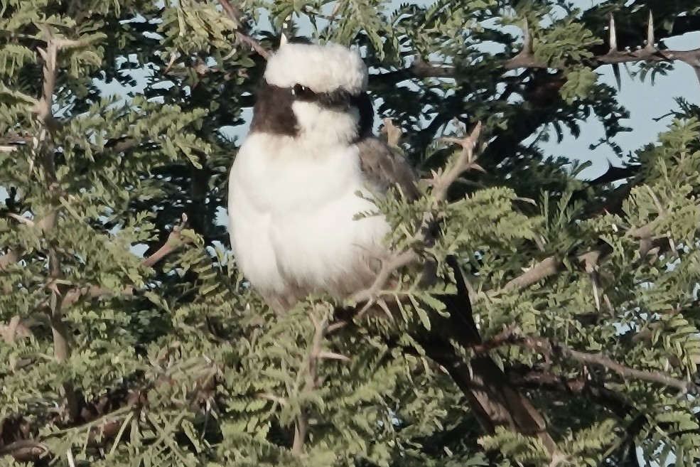 White-crowned Shrike - Nancy Baron