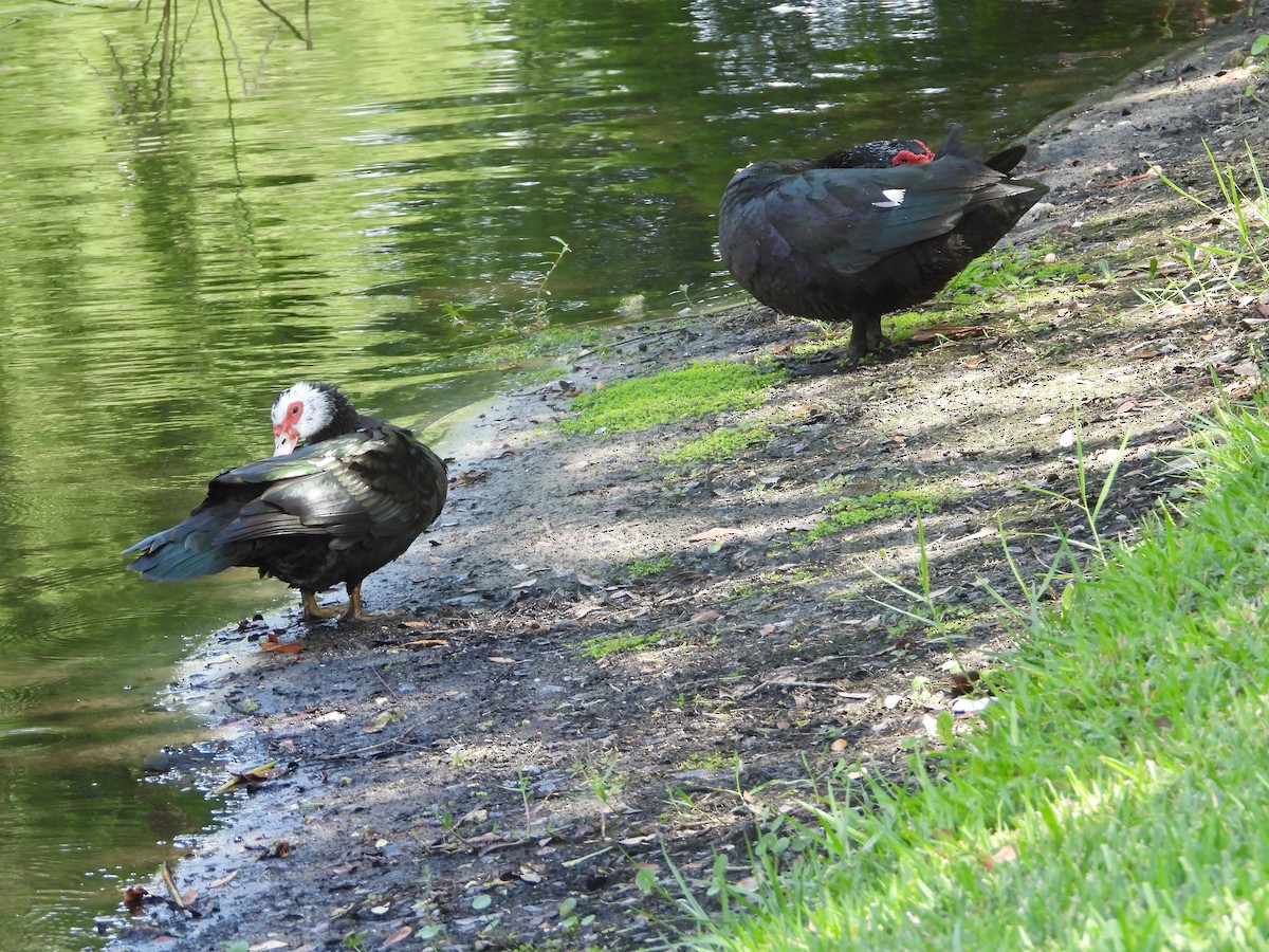 Muscovy Duck (Domestic type) - Mark Penkower