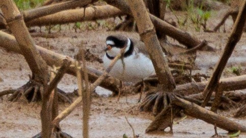 Semipalmated Plover - ML618910568