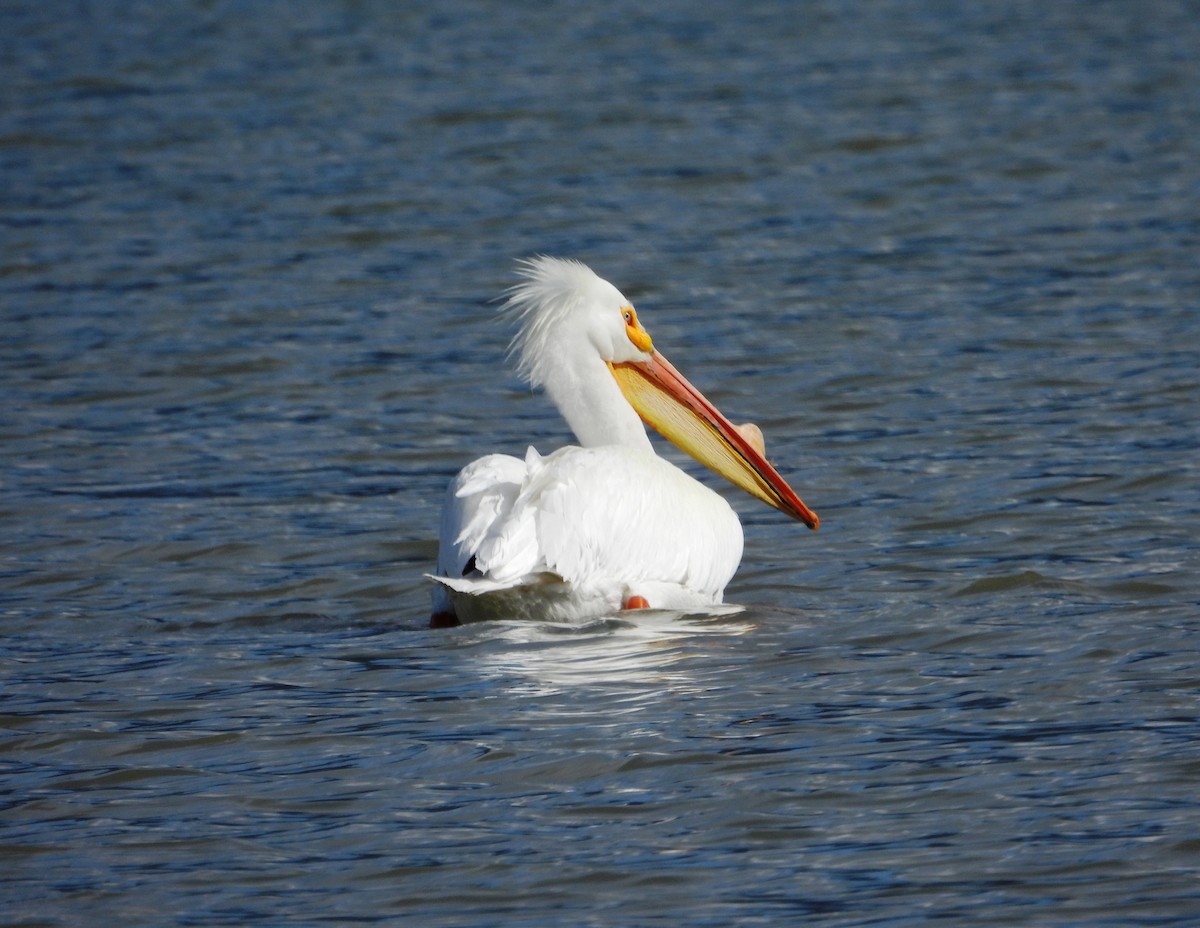 American White Pelican - Susan Smith