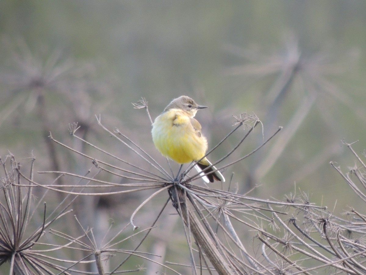 Western Yellow Wagtail - Василий Иванников