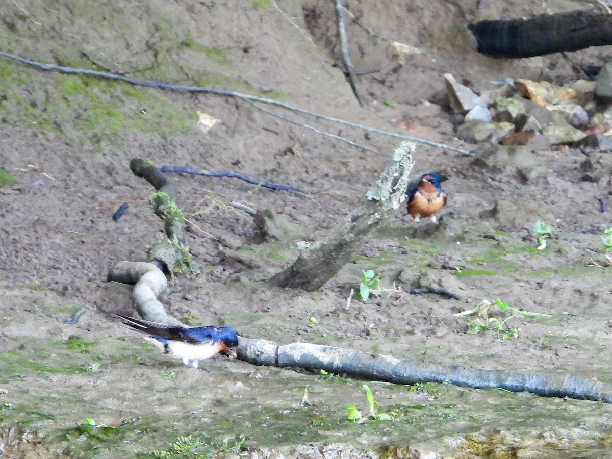 Barn Swallow - Anonymous