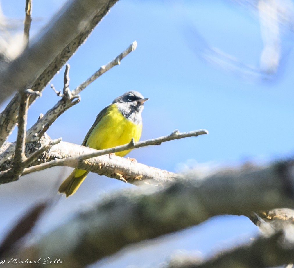 MacGillivray's Warbler - Michael Bolte