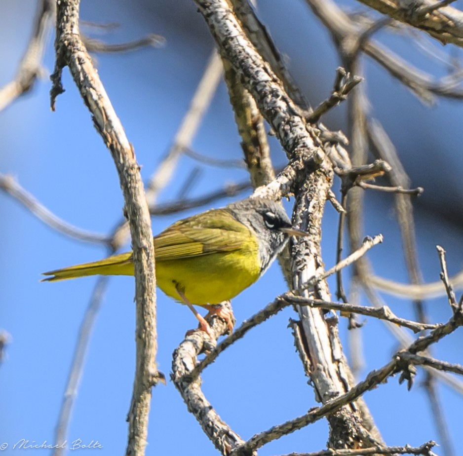 MacGillivray's Warbler - Michael Bolte