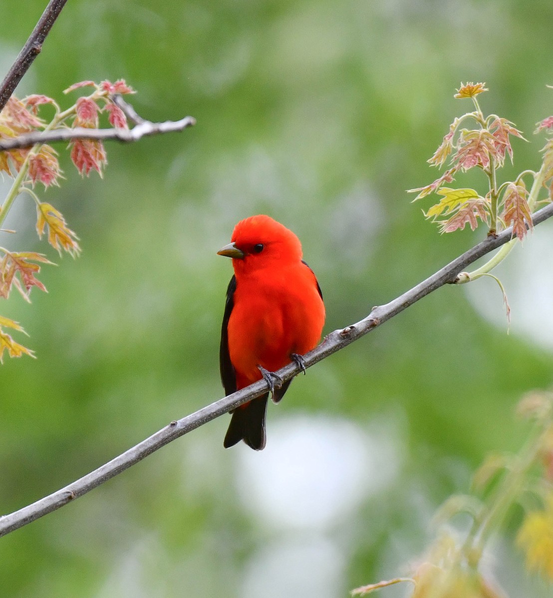 Scarlet Tanager - ML618910596