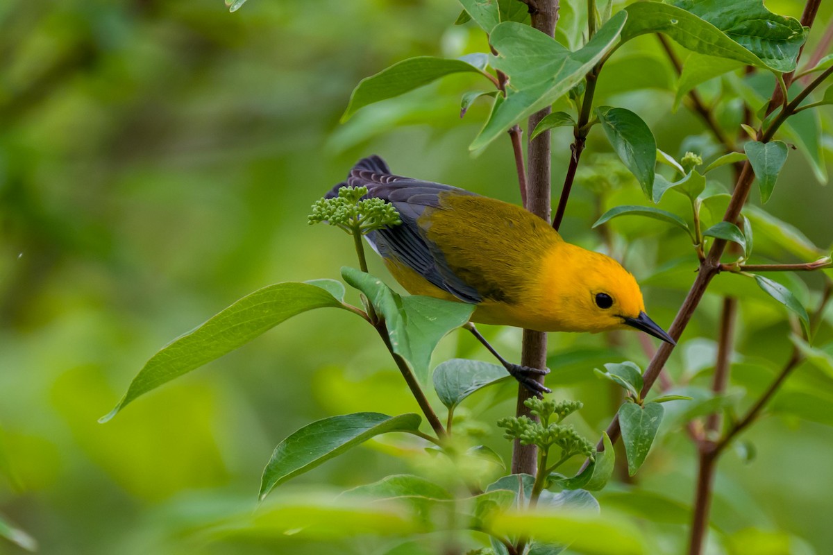 Prothonotary Warbler - Steve Burkholder